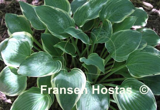 Hosta Hunter's Ridge